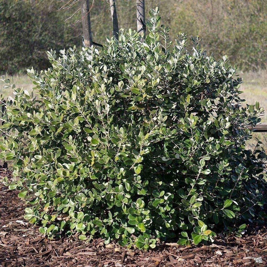 Pineapple Guava Plant – Live 4 Inch Plants – Feijoa Sellowiana – Edible…