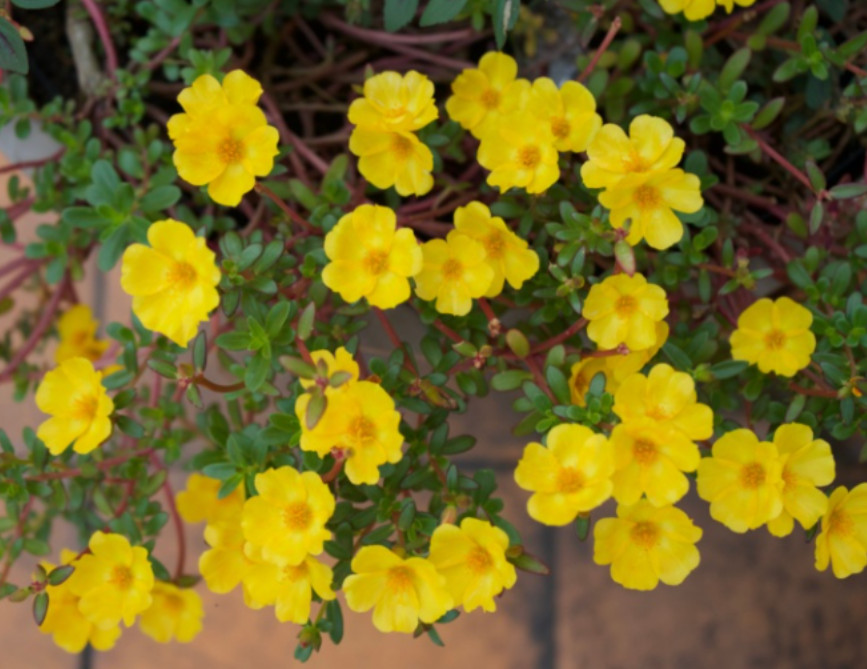 Set 2 Jumbo Yellow Portulaca Live Plant – 5-9″ Tall – Ship No Pot – Heat Toleran