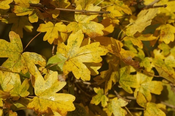 Field Maple Tree | Premium Seeds | Acer campestre ‘Summer’ | Plants’®
