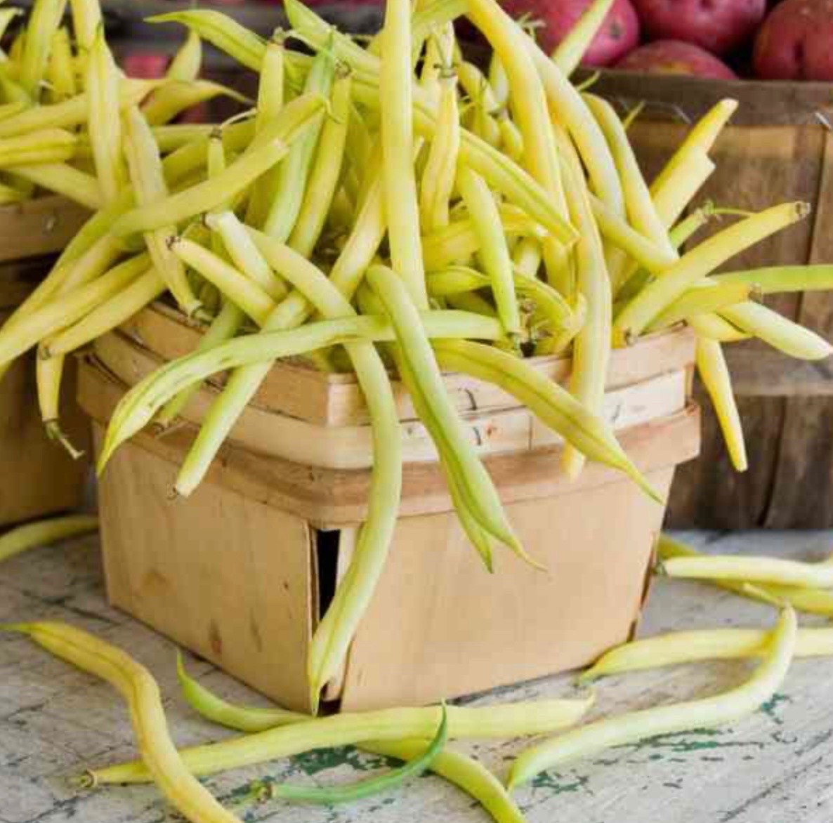 Cherokee Yellow Wax Bush Bean – Fresh Seeds – Garden Heirloom/NonGMO, USA 🇺🇸