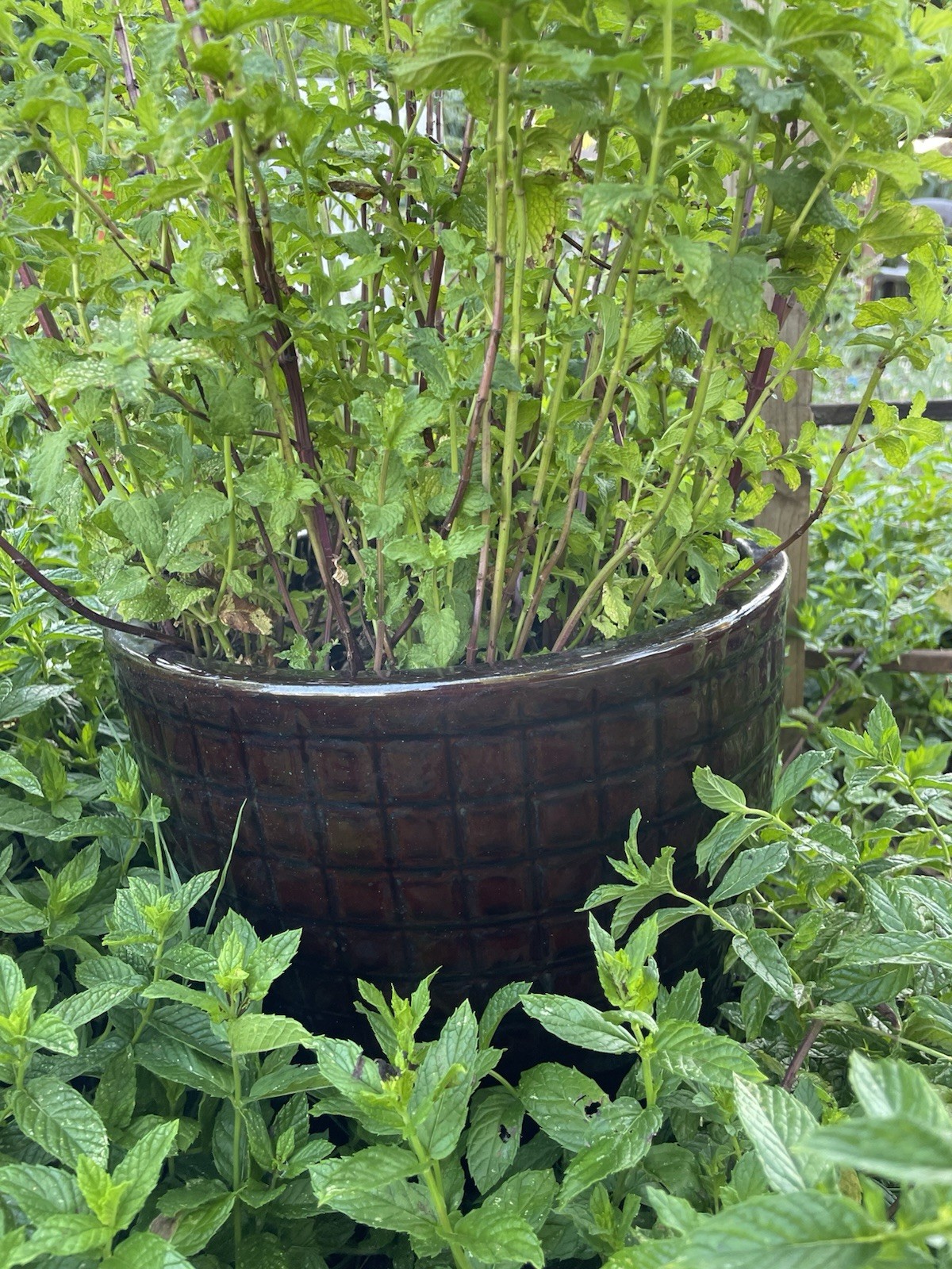Spearmint