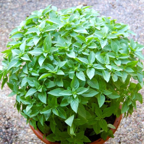 Spicy Globe Basil, or Ocimum basilicum. 300 Seeds Free Shipping!