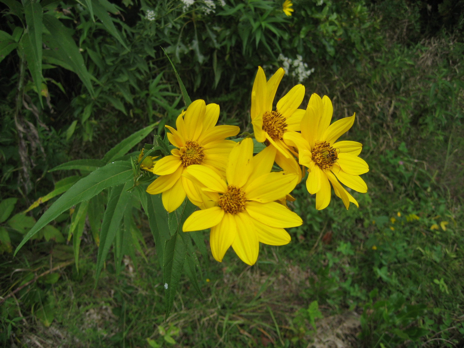 SUNFLOWER Perennial MAXIMILIAN (25) seeds