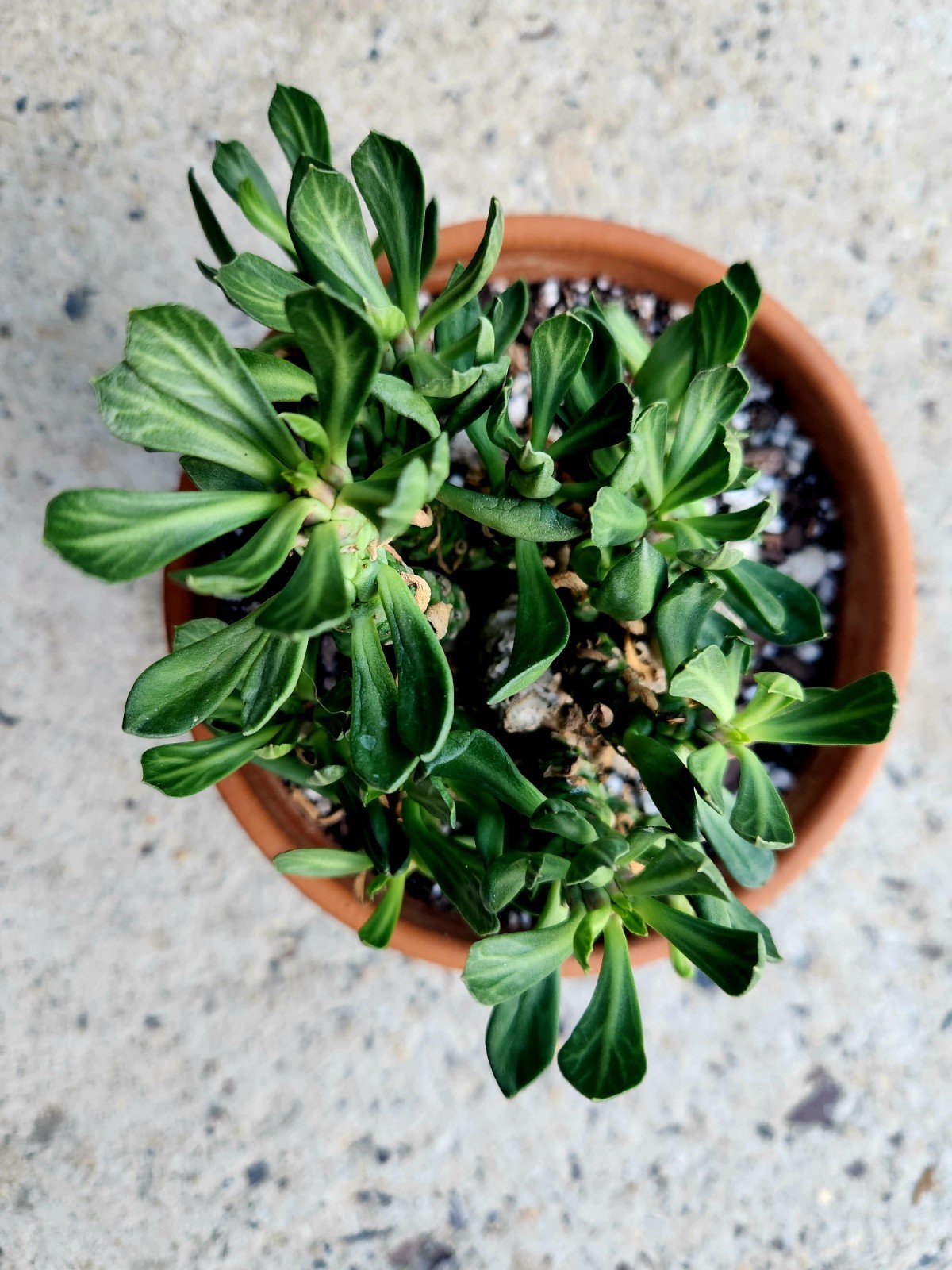 Euphorbia Heteropoda Rare Caudex Succulent Live Plant