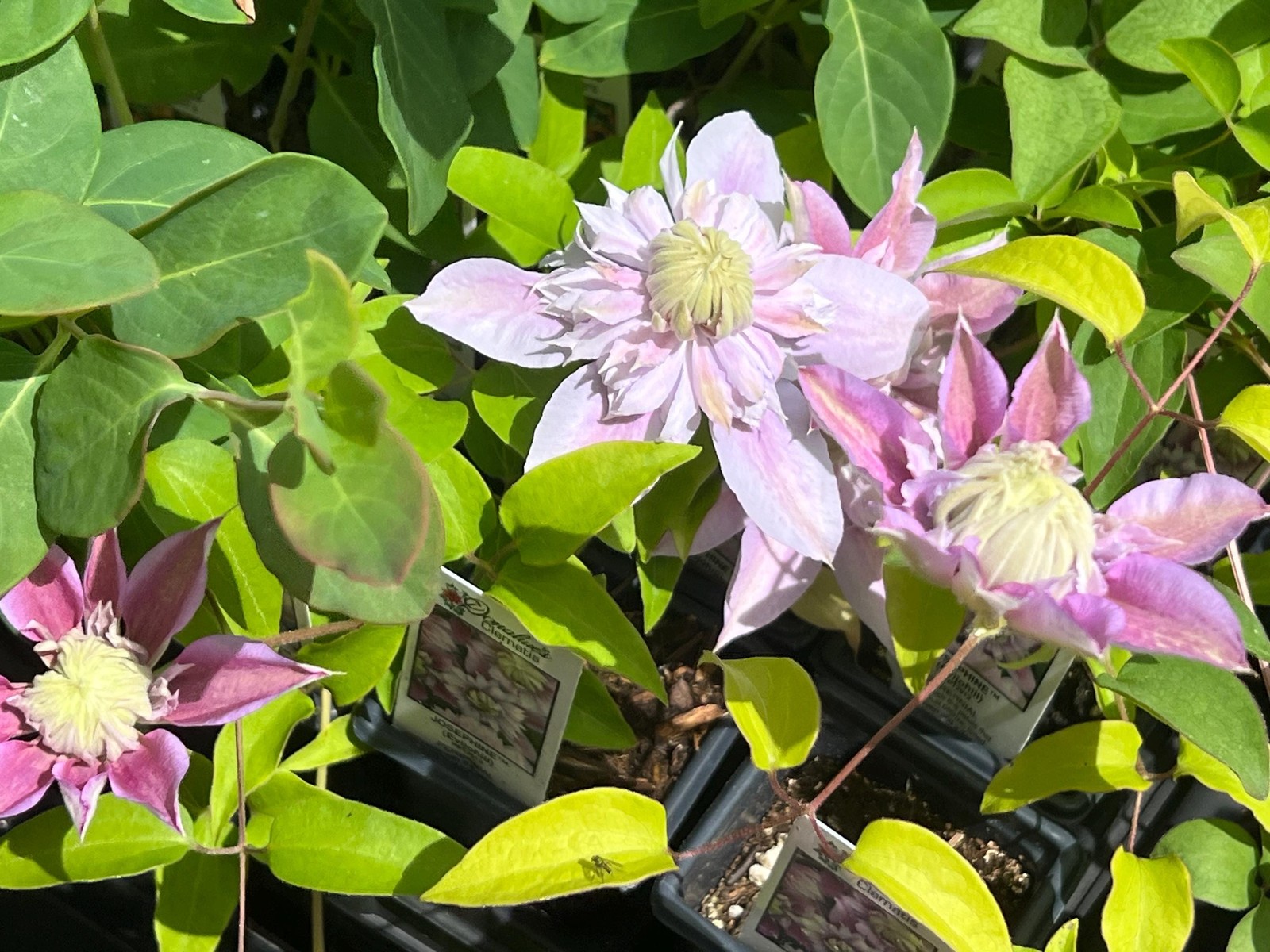 1 “Josephine Evijohil” Clematis Starter Plant (Not Seeds) – US Seller