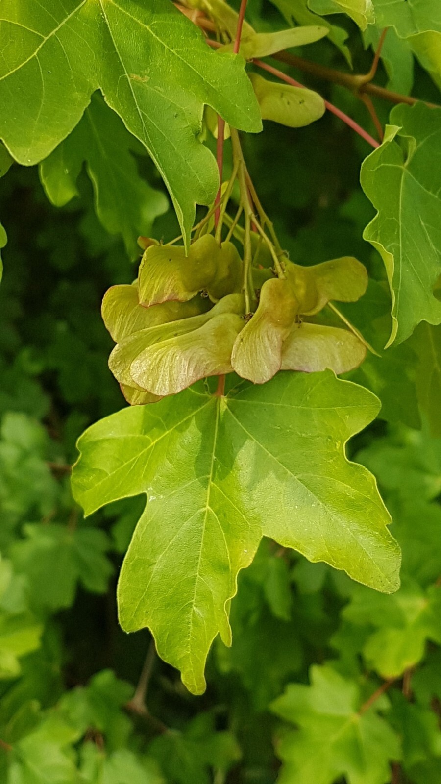 Field Maple Tree | Premium Seeds | Acer campestre ‘Summer’ | Plants’®