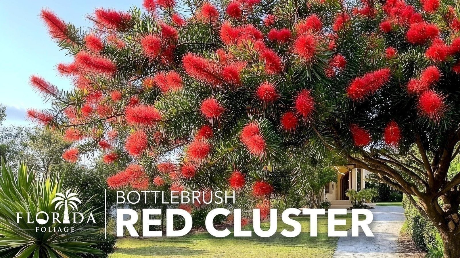 Bottlebrush Red Cluster Tree I Live Plants I Callistemon Citrinus Red Cluster…