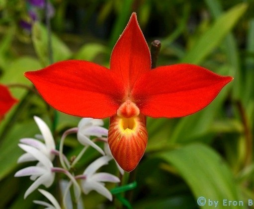 Phragmipedium besseae – ‘Cow Hollow II’ FCC/AOS x self – 3-pack of seedlings! –