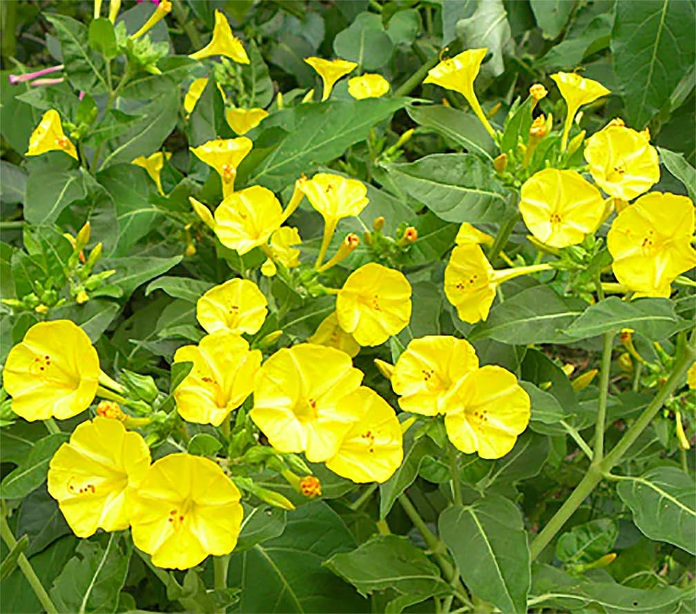 80 Yellow Four O’Clock Seeds – Tender Perennial That Reseeds Easily