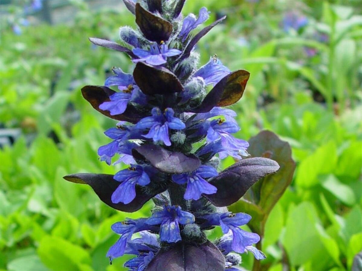 Ajuga Catlin’s Giant 25 Plants in 3-1/2 inch Pots