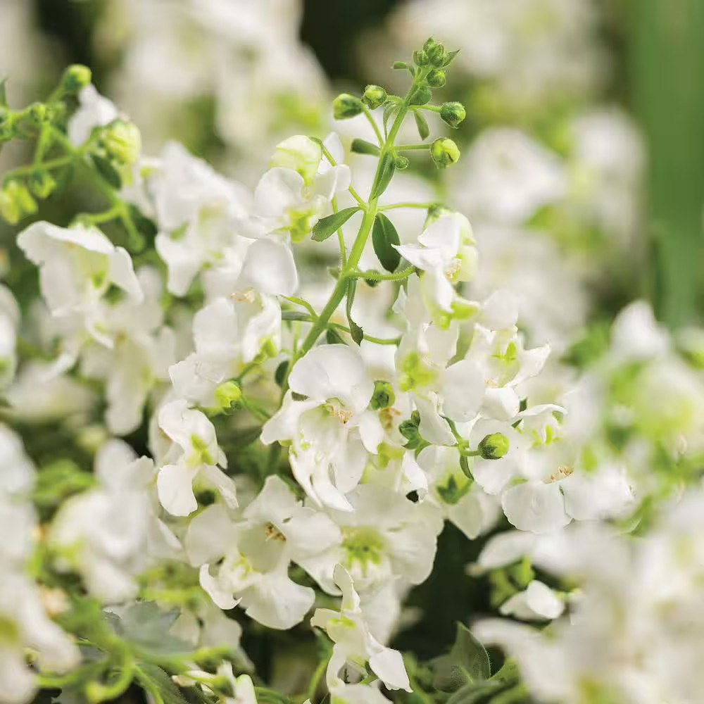 1.38-Pint Angelonia White Flower In 4.5 In. Grower’s Pot (4-Pack)