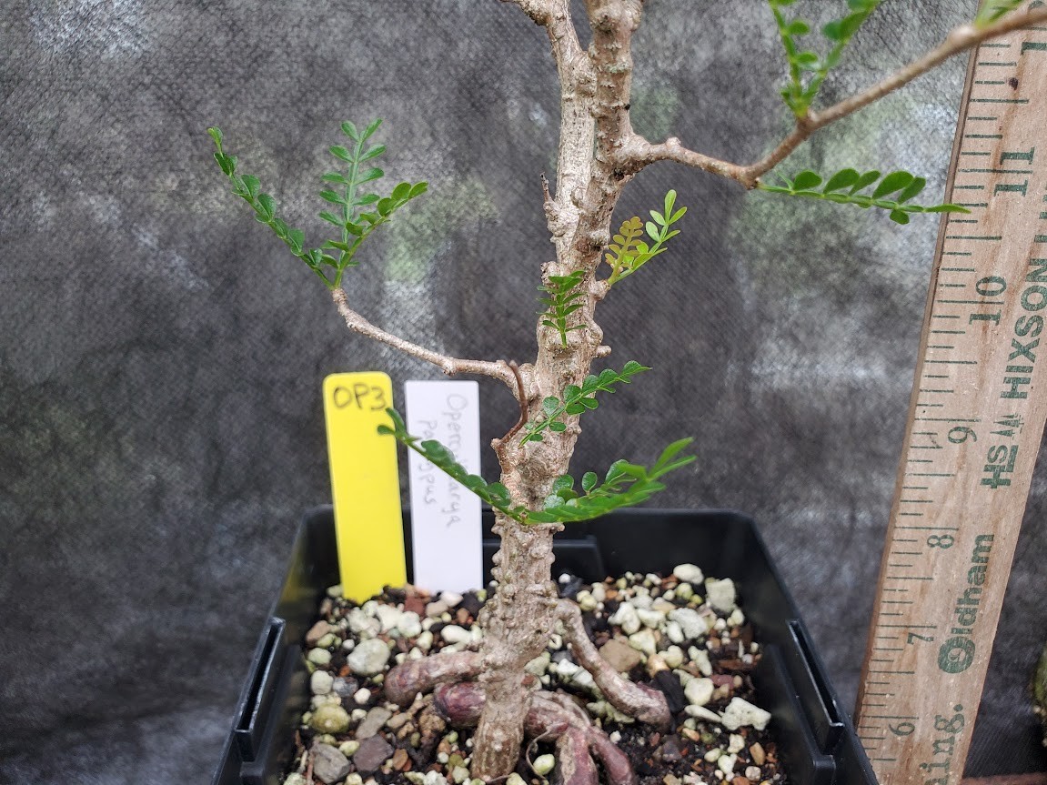 Operculicarya pachypus – Lot OP3 – 5.5 Yr Old – Warty, Gnarly, Knobby, Caudex