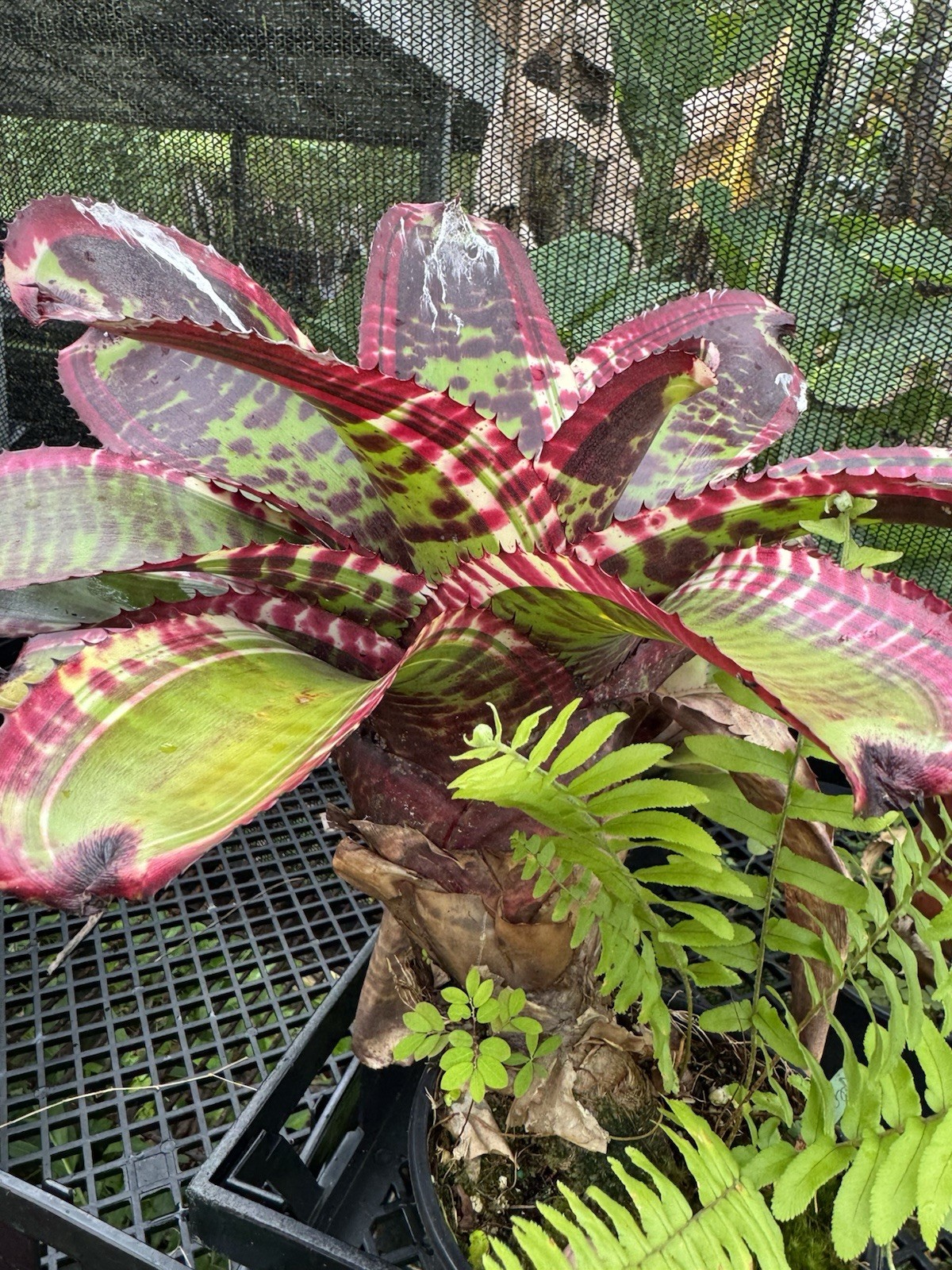 Neoregelia ‘Super Charged ‘ Bromeliads