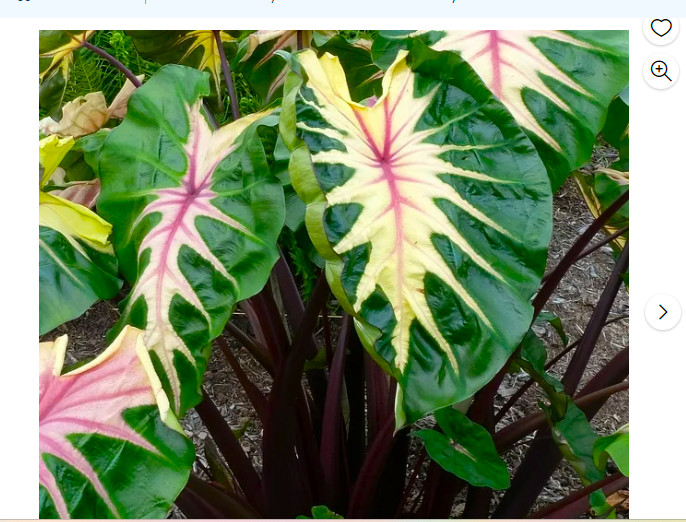 Waikiki Elephant Ear – Colocasia esculenta – Live STARTER Plant~~VERY RARE & HTF