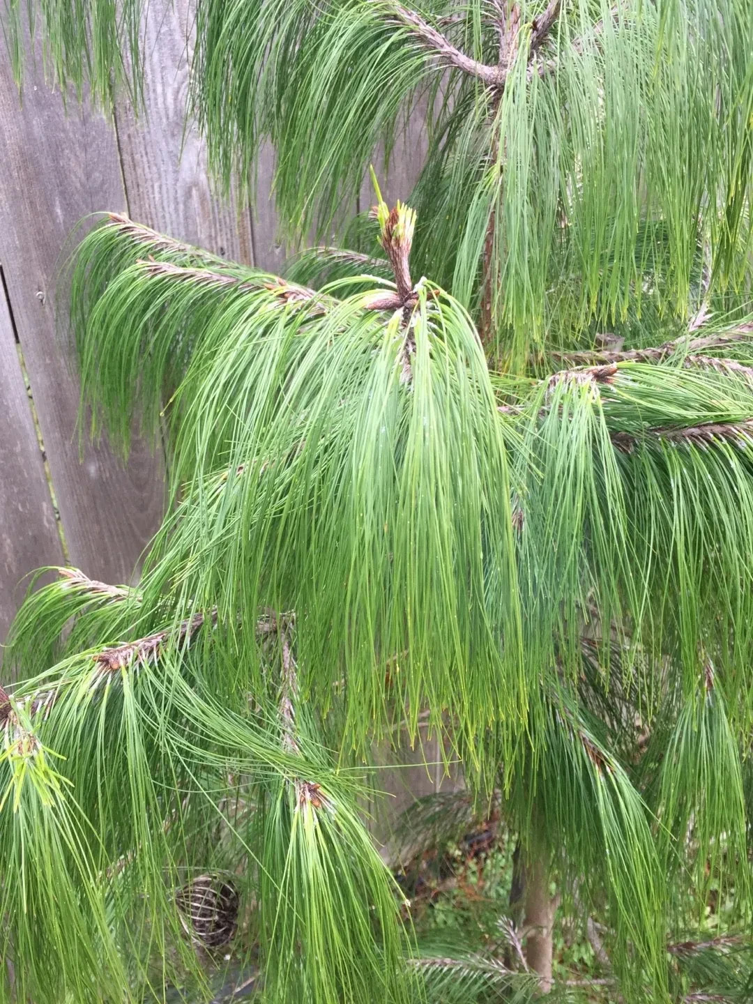 50+ Mexican Weeping Pine Tree Seeds Evergreen Pinus Patula Rare