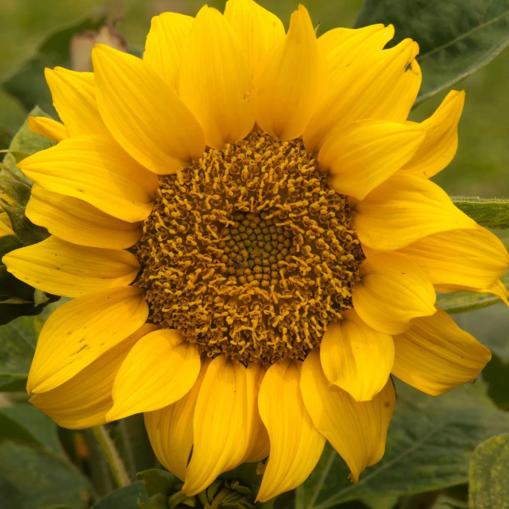 Dwarf Sunspot Sunflower Seeds For Planting (Helianthus annuus)