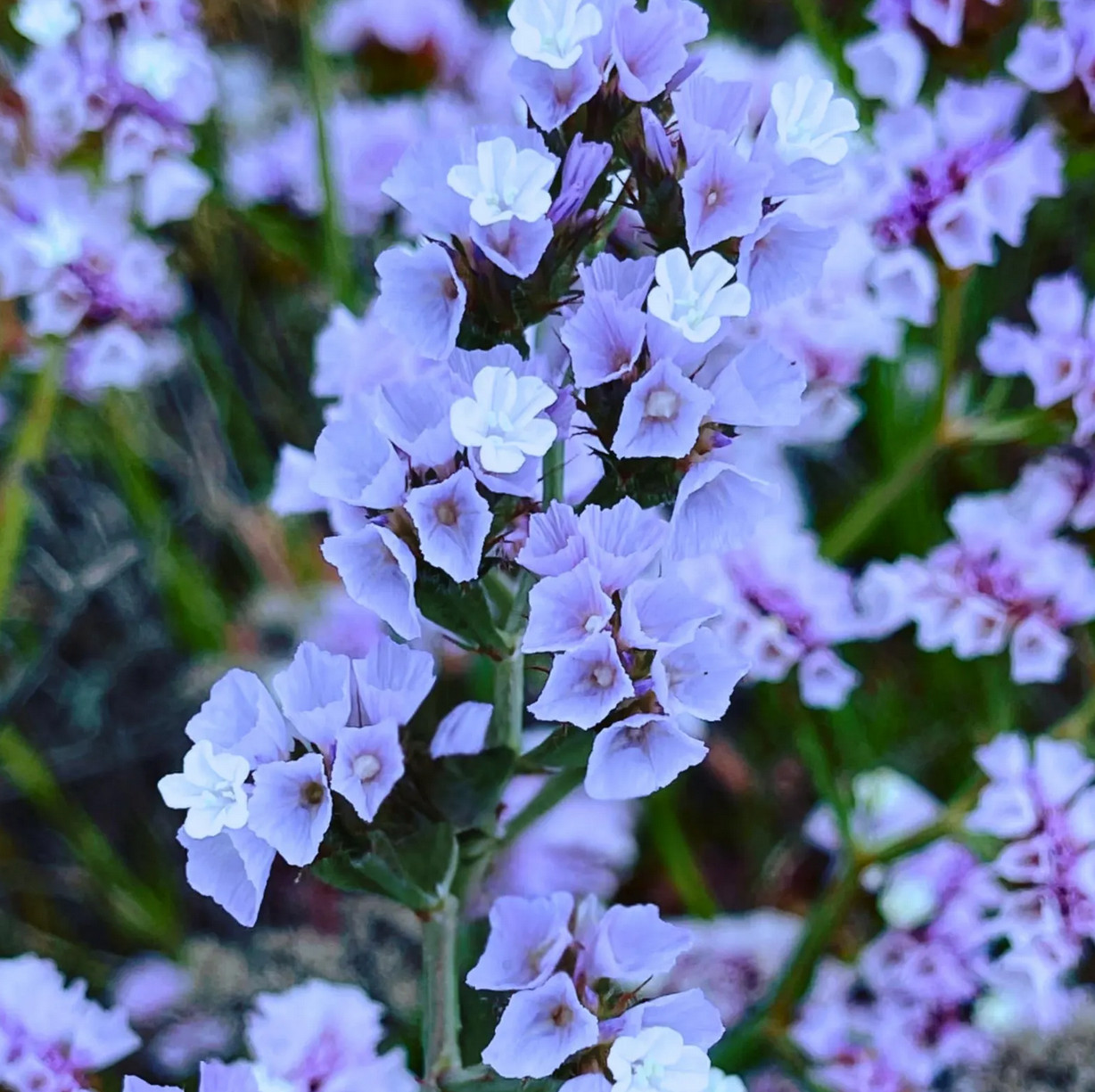 60 seeds STATICE BLUE Limonium Sinuatum Blue River