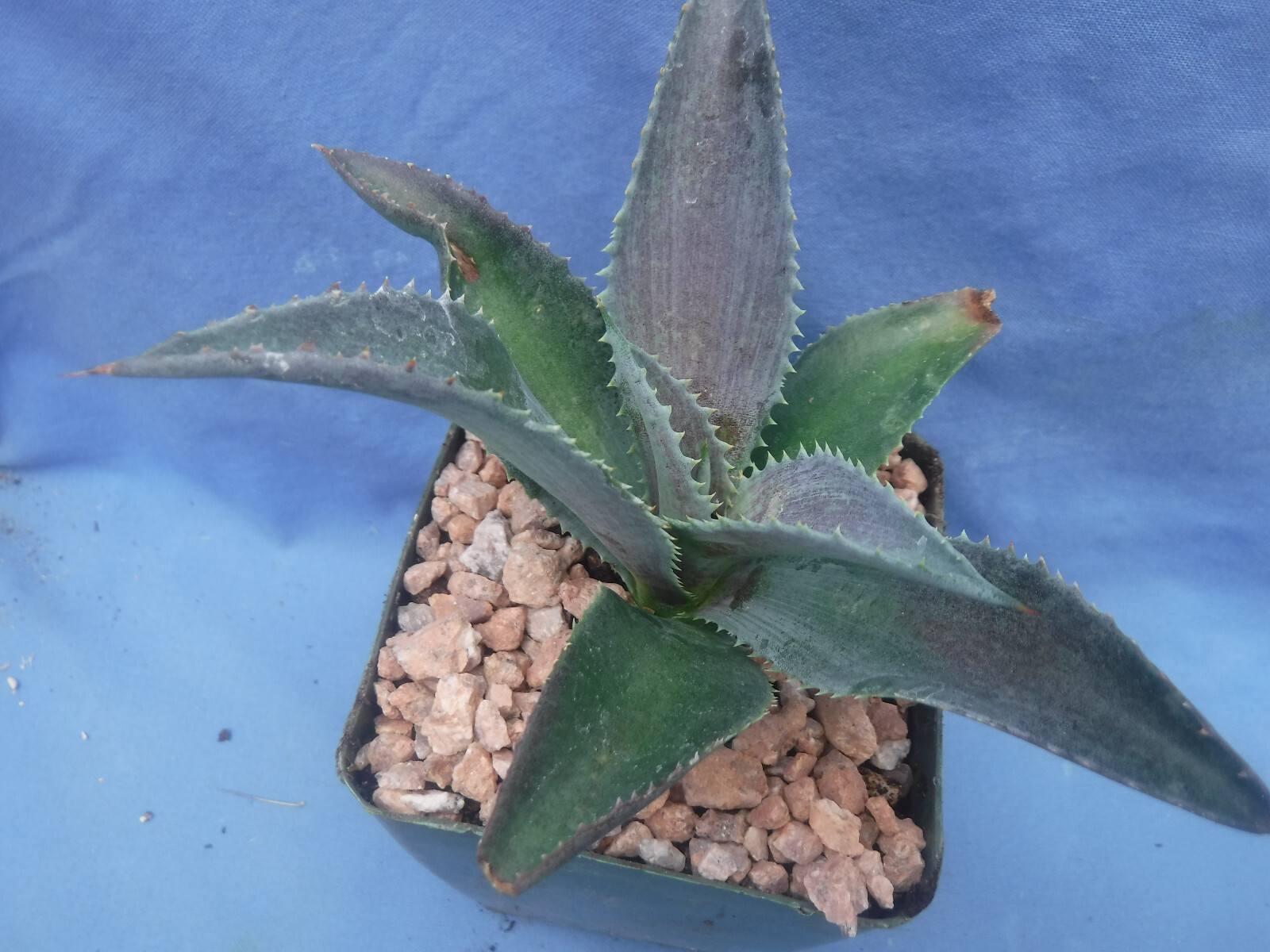 Silver Fox Mangave STARTER Plant Agave & Manfreda Hybrid Silver When Mature 4″+!