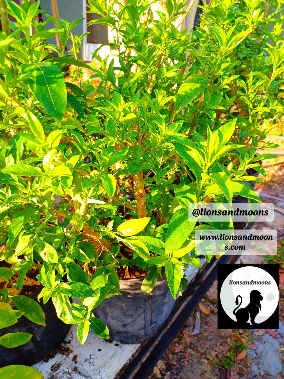 Night Blooming Jasmine Live Plant 1 Gallon ! Small Tree 3-4ft Bonsai Style Bush
