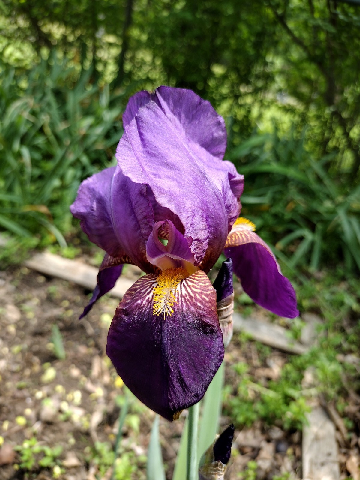 5 MIXED VARIETIES IRIS Rhizomes FREE SHIPPING
