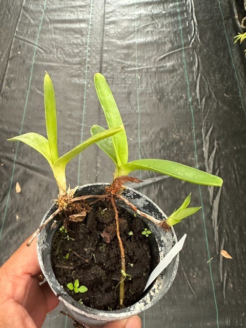 LOVELY/RARE MINIATURE MEXICO ORCHID SPECIES Mexipedium xerophyticum BS 3″ pot