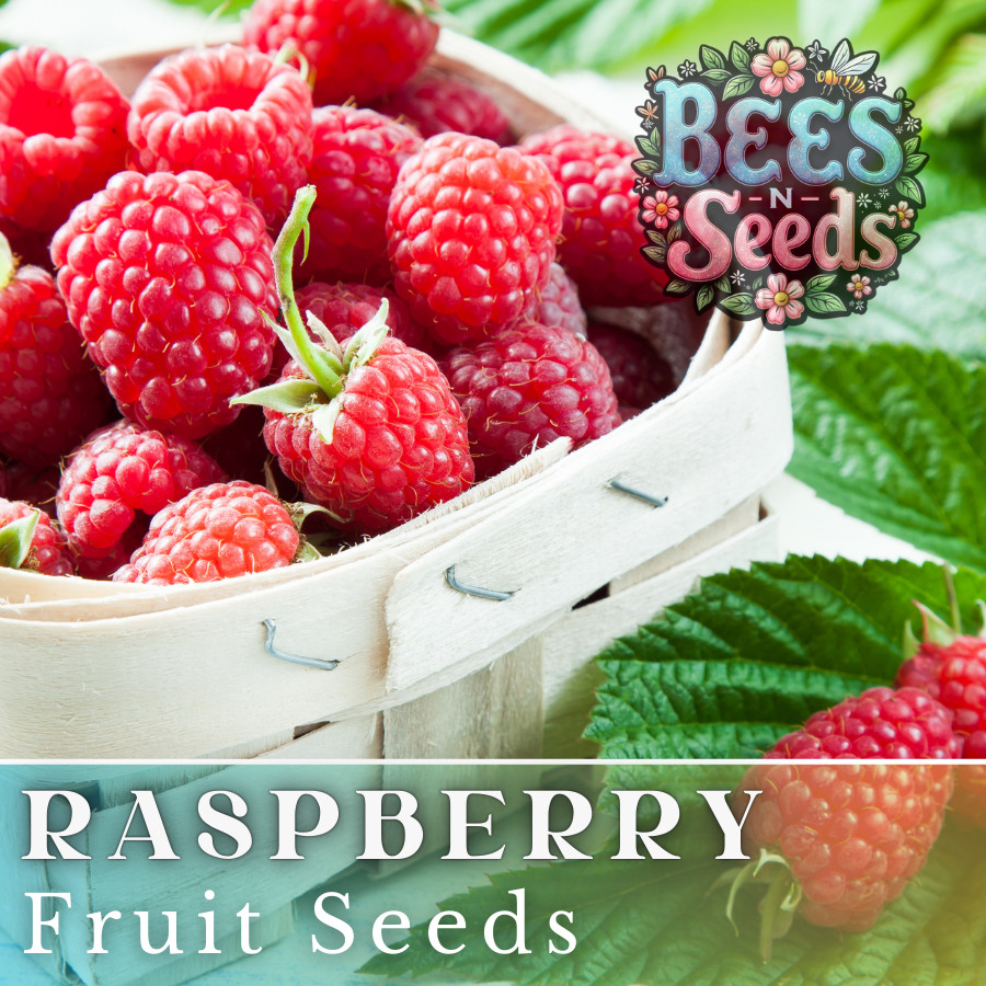 Starling Raspberry Seeds 125, 300, 750 Seeds Fruit Seeds, Non GMO, Bulk Seeds