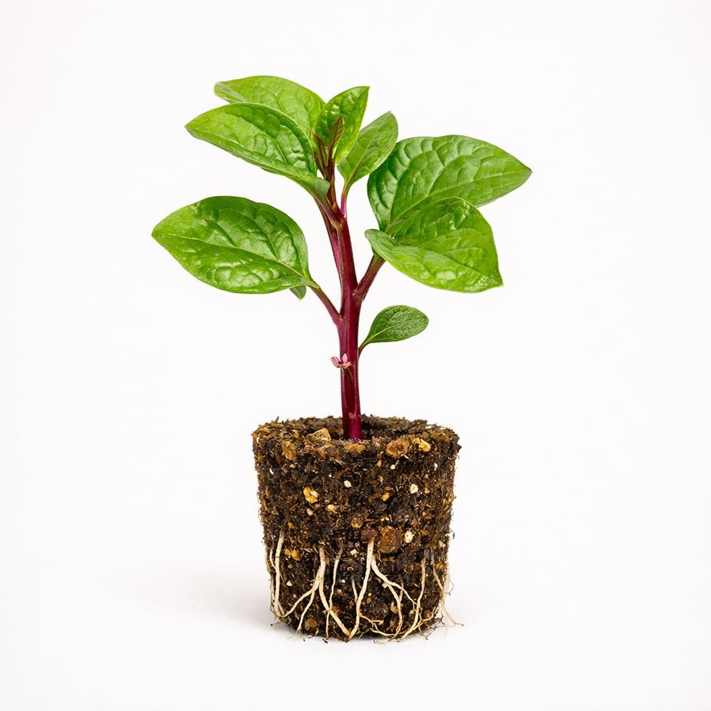 PLANT NOOK Red Malabar Spinach Live Plant Starter Plug 2-Pack | Basella rubra
