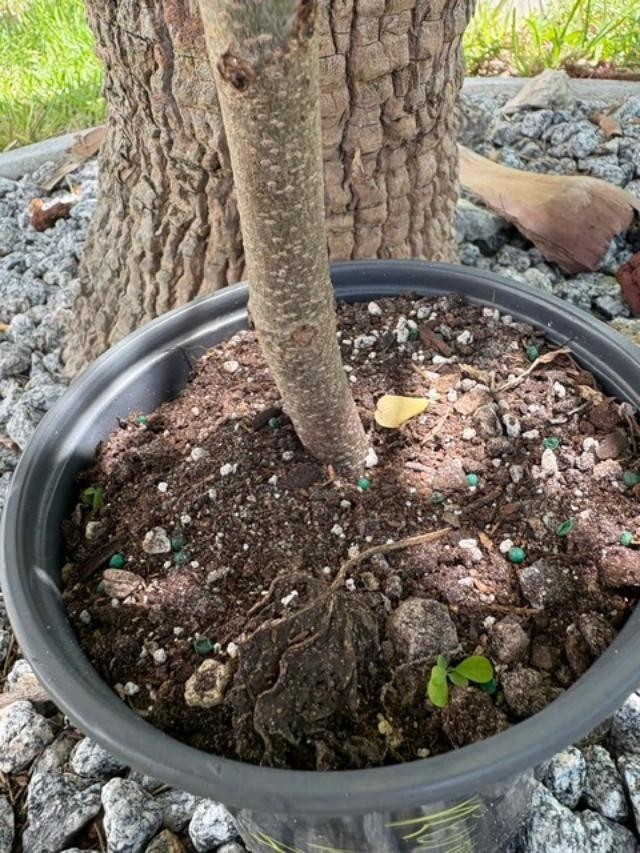 4 MO’s RED HOG PLUM LIVE CLONED ROOTED (SPONDIAS PURPUREA) RED MOMBIN/CIRUELA