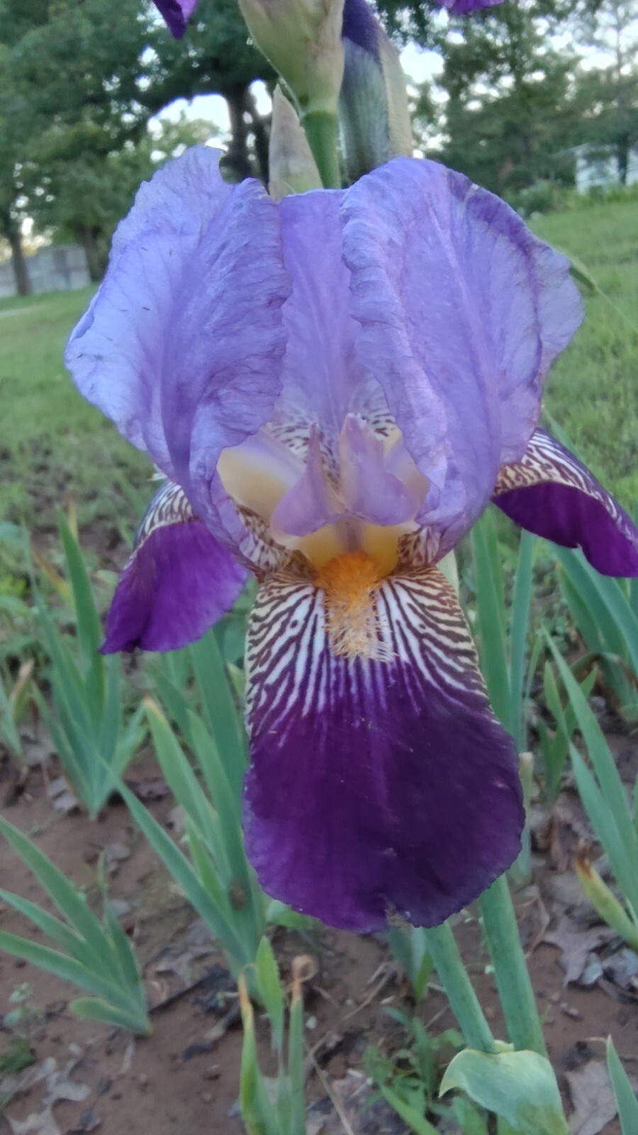 6x FRESH MIXED VARIETIES/COLORS BEARDED IRIS Bulbs/Rhizomes FRESH