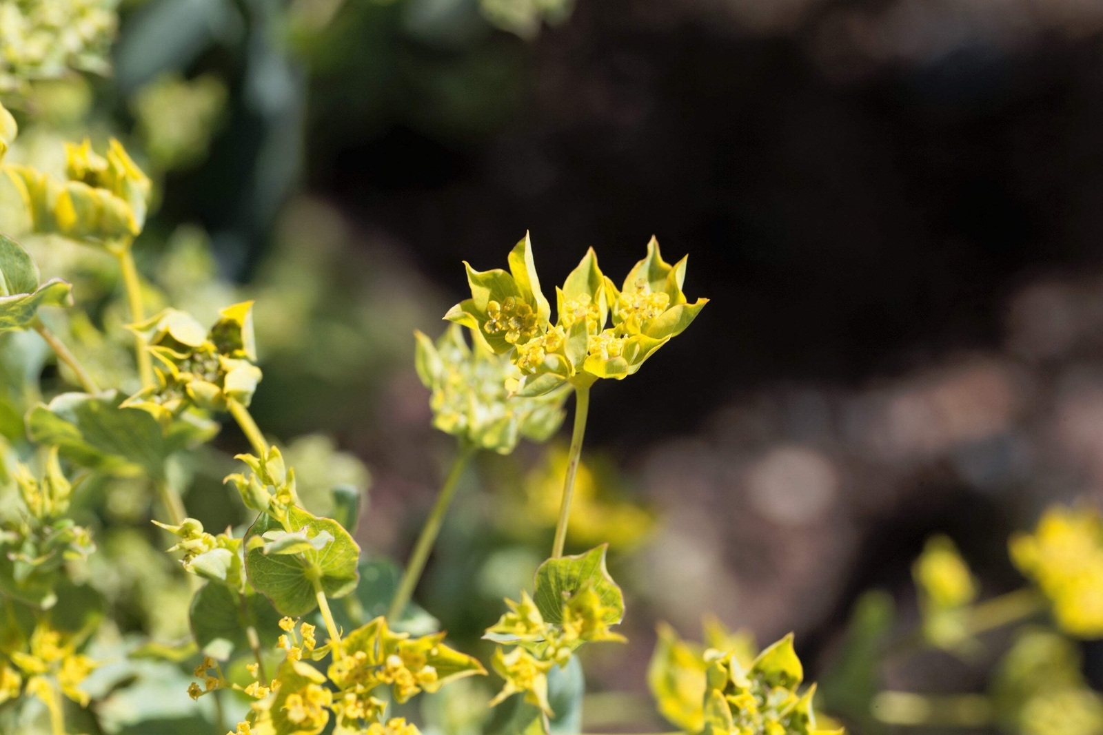 100 GREEN GOLD BUPLEURUM Griffithii Rotundifolium Hares Thoroughwax Flower Seeds
