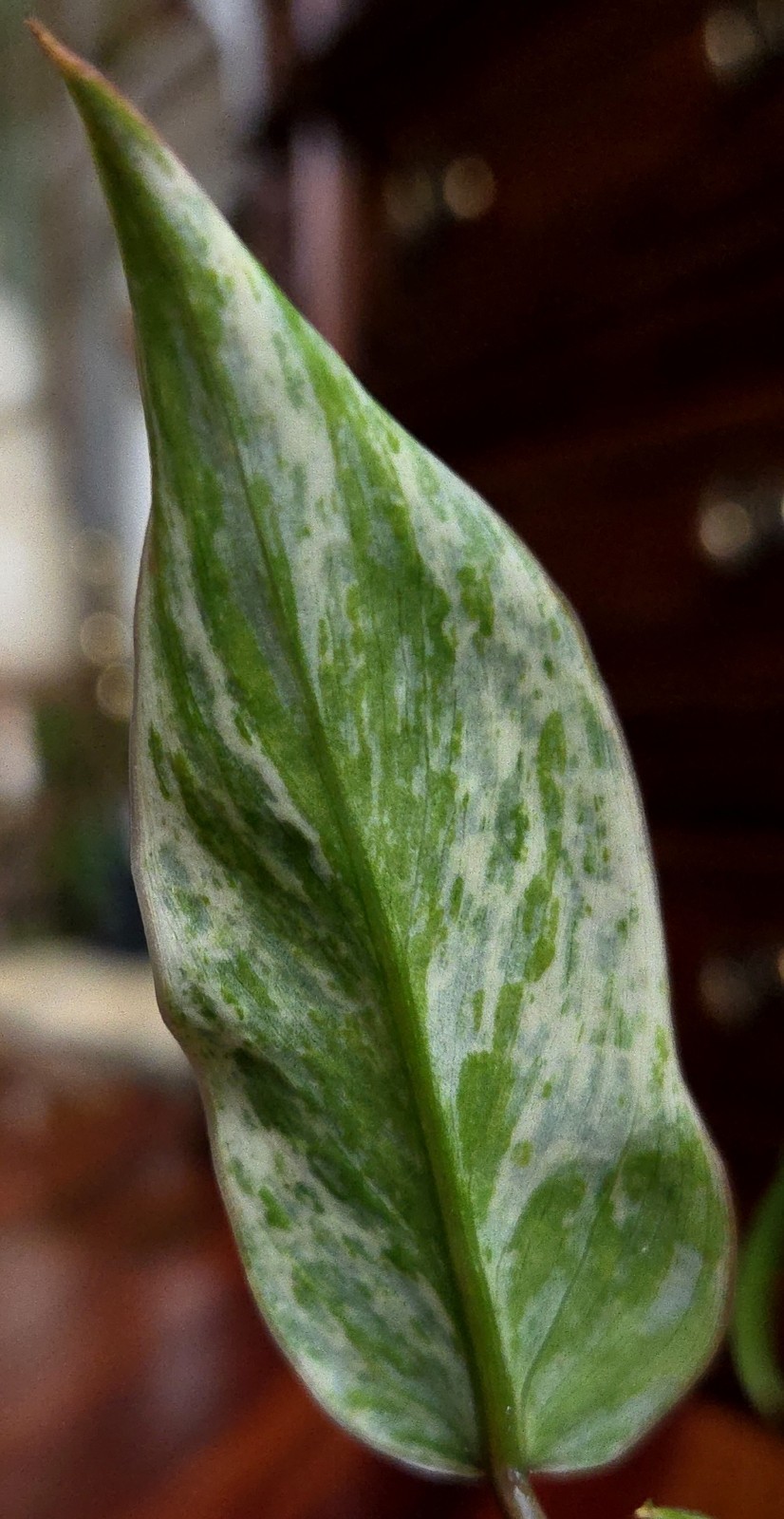 Rare Philodendron Emerald Ice King Clump 11″ Tall Not Monstera Anthurium