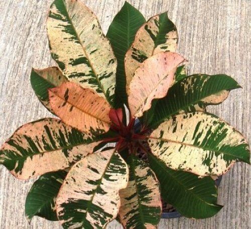 Red Blooming Variegated Leaf Plumeria rubra Frangipani Plant – ROOTED & GRAFTED