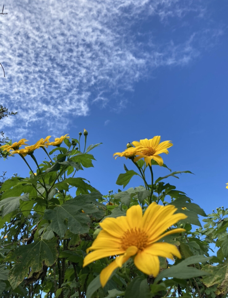 TITHONIA DIVERSIFOLA MEXICAN sunflower Bush 1 Live Plant 15” Tall In A 3” Pot