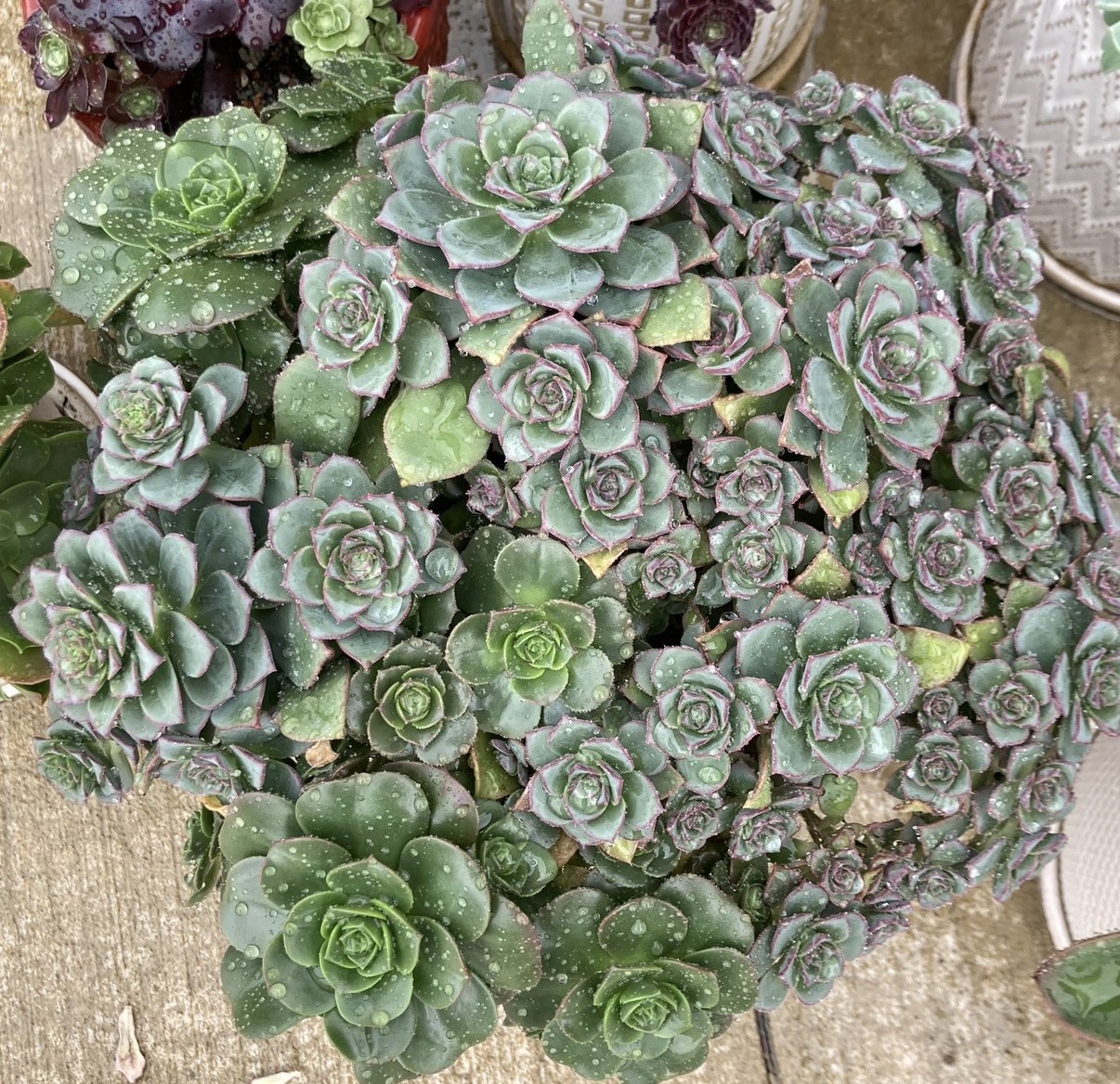 20+ Succulent Cuttings with 10 Different Varieties
