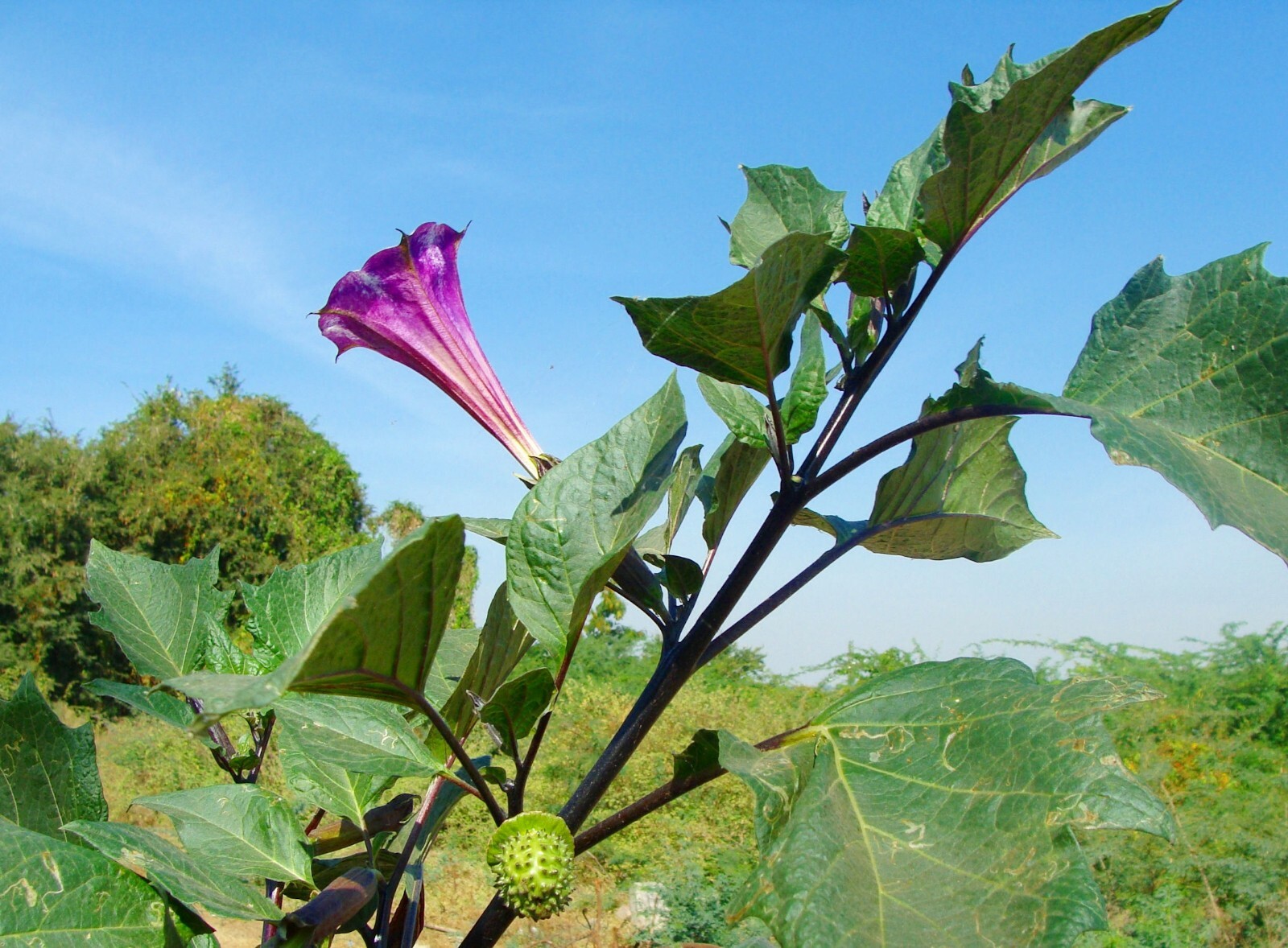 Datura metel Moonflower Purple Angels Trumpet Tropical seeds -10 Seeds