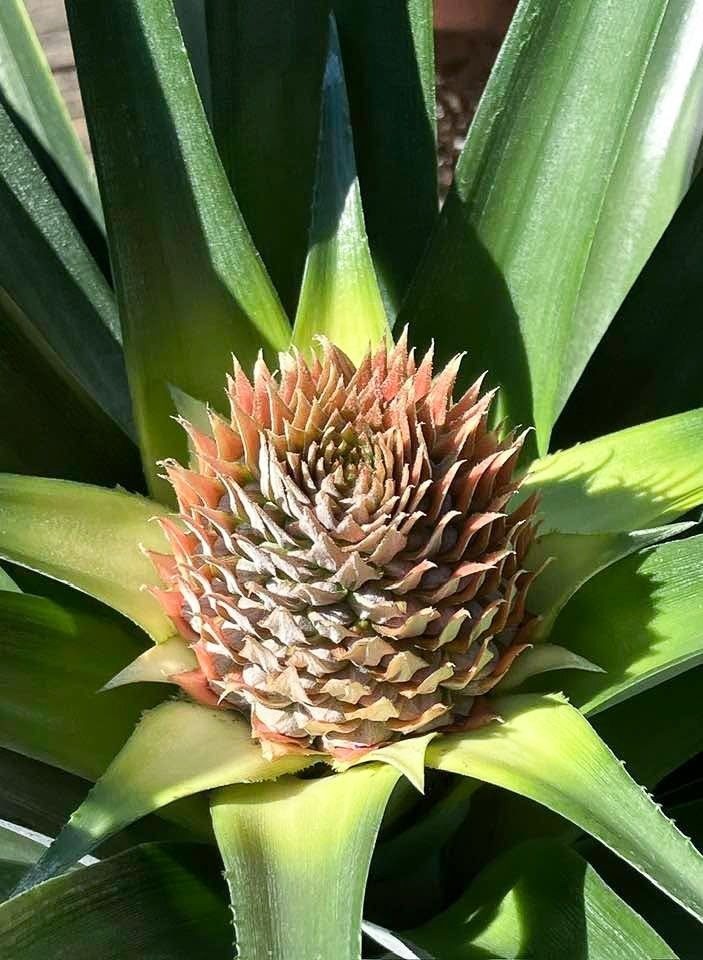Smooth Leaf Live Pineapple Plants Spineless Edges From Delicious Fruiting Top