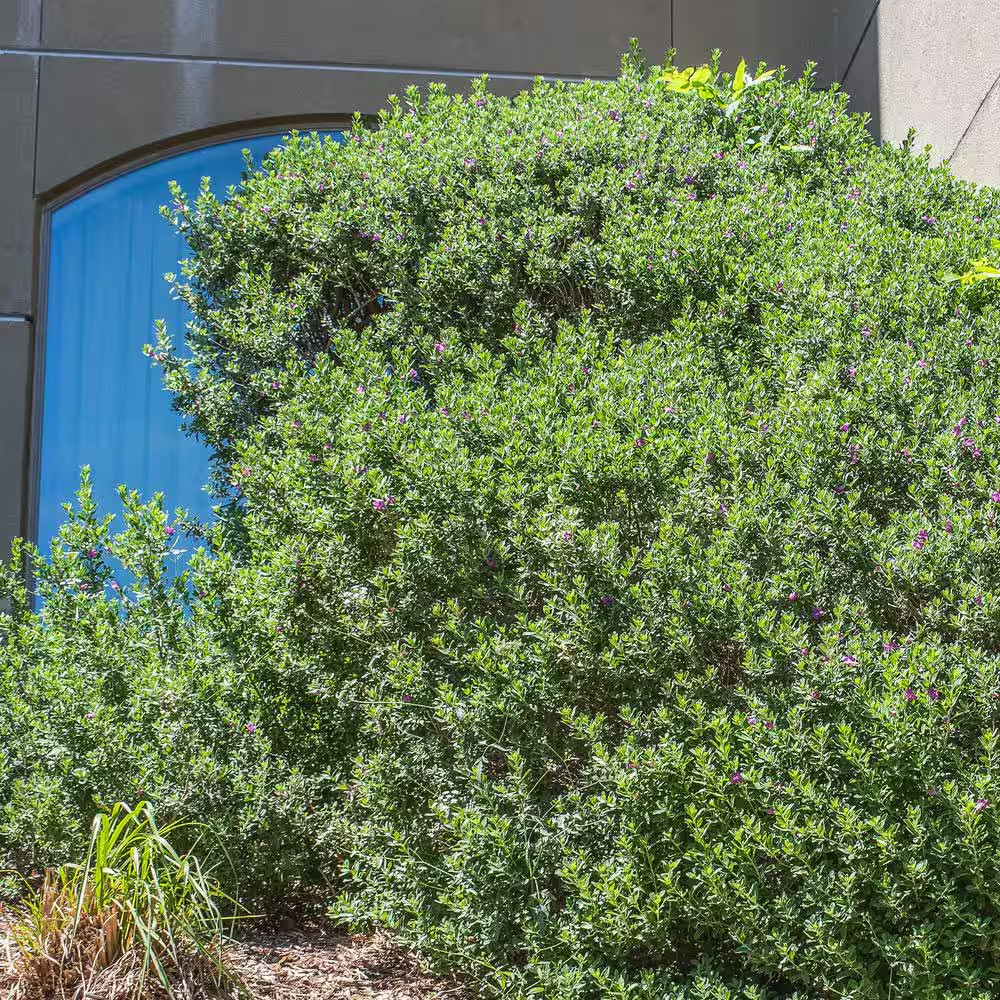 Silverado Sage (Leucophyllum), Drought Tolerant Flowering Shrub Plant, 1 Gal. Gr