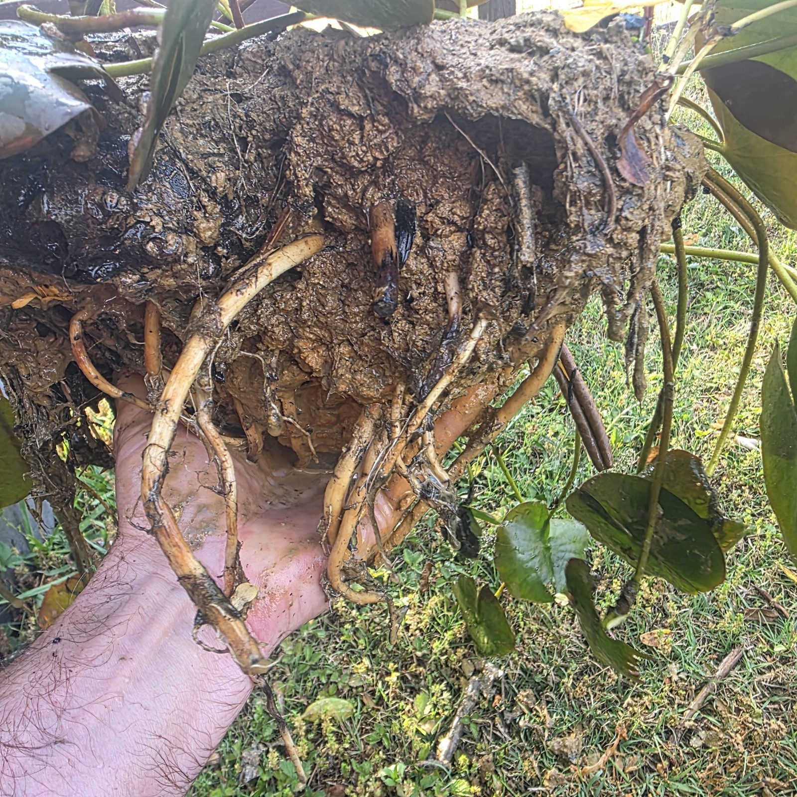 Pink Flowering Pond Lily Root Ball Aprox 10lb Shipped Fast & Fresh