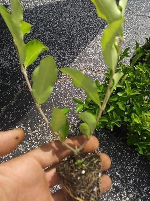 Surinam Cherry Tree Plant 4-7″ Tall Eugenia Uniflora Evergreen Shrub Fruit Tree