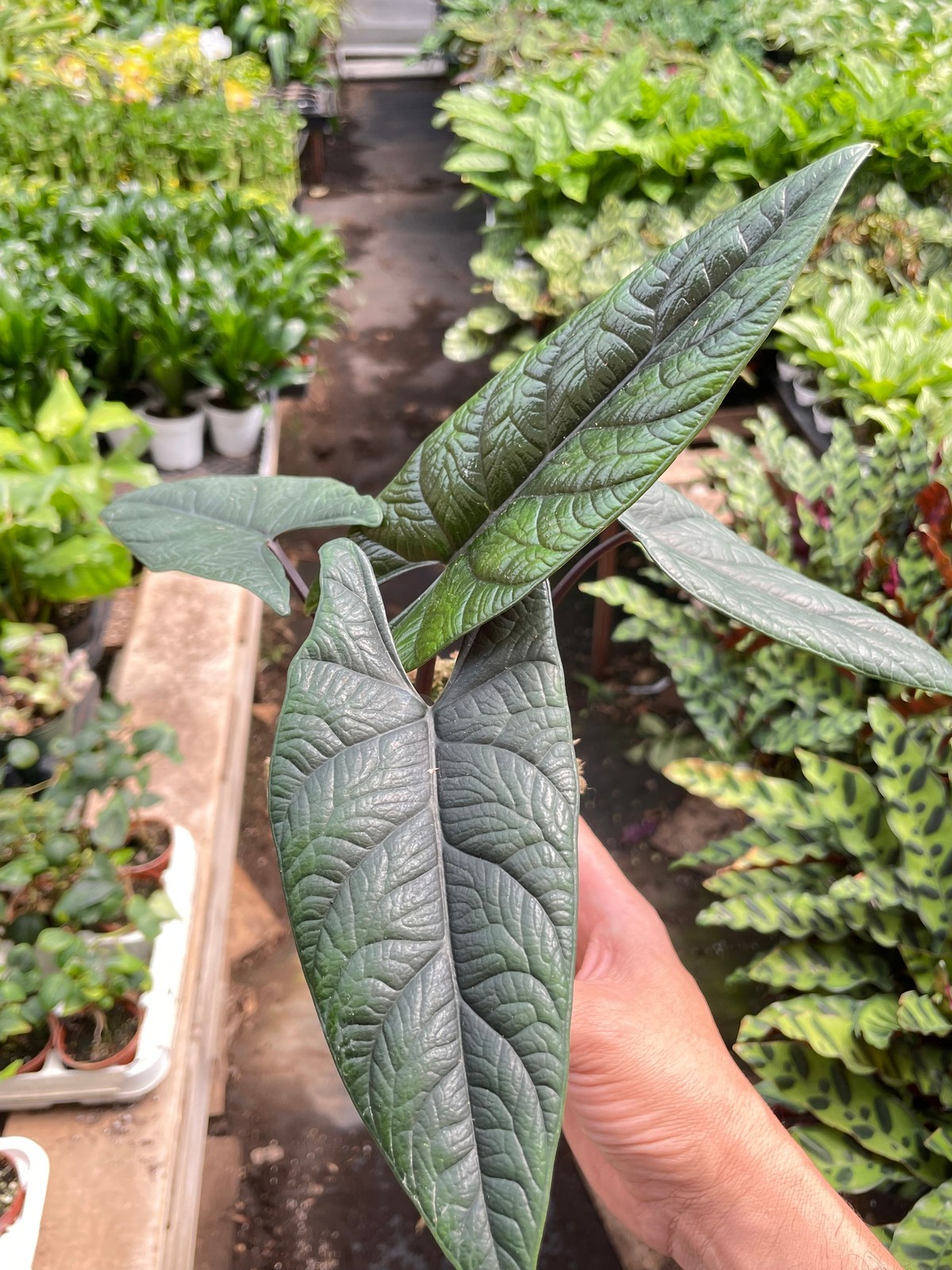 Alocasia Scalprum • Rare Thick Leaf Alocasia • Dark Green Texture • 6″ Pot
