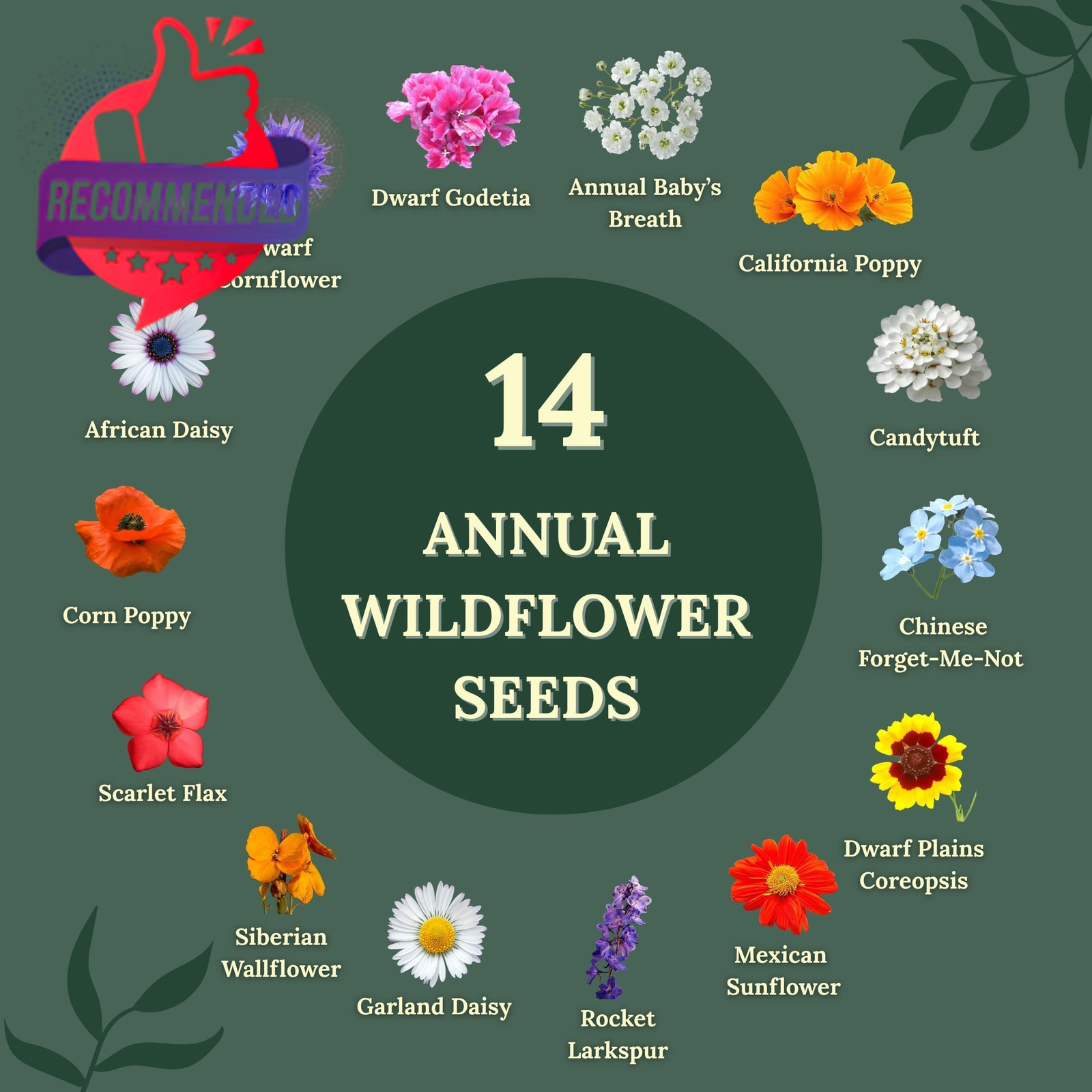 Wildflower Seeds for Bees & Butterflies – 22 Variety Pollinator Mix Multicolor