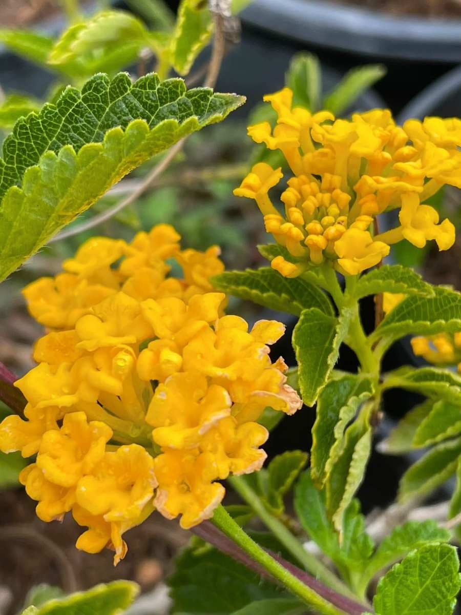 New Gold Lantana BUY 2 GET 1 FREE