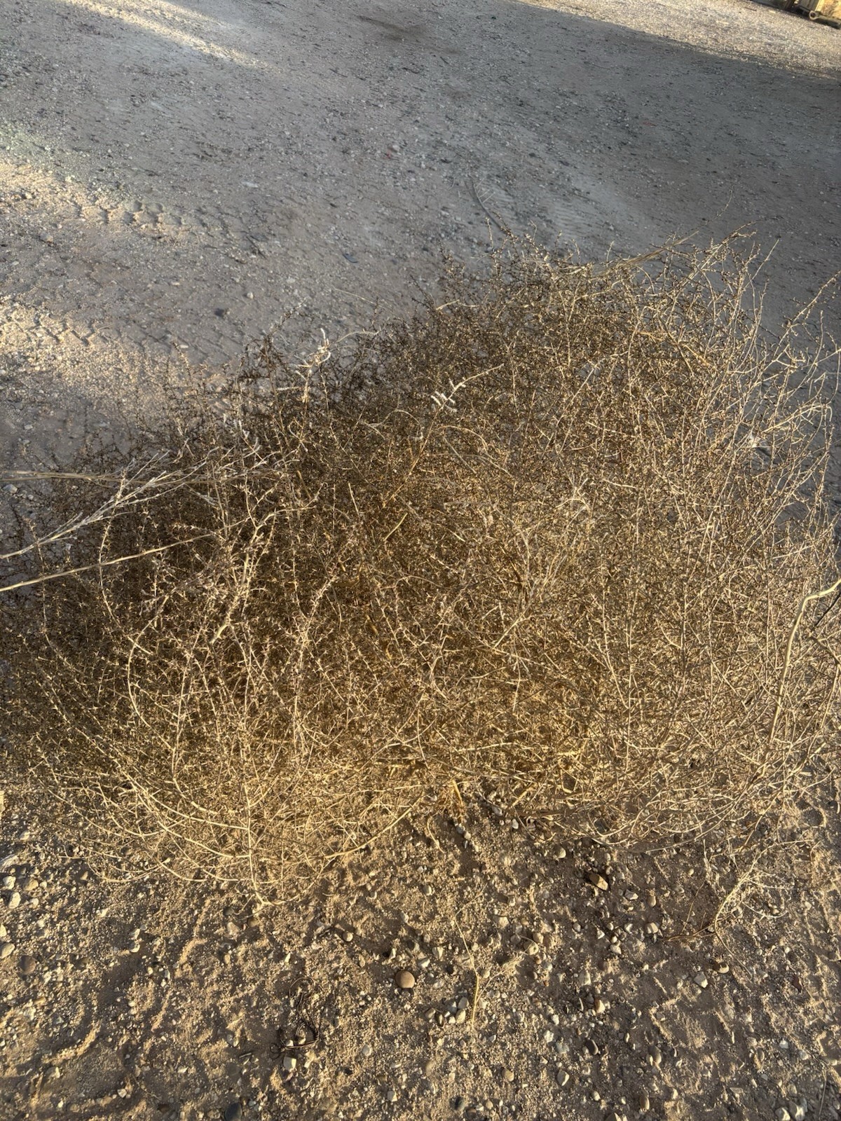 Dried Tumbleweed Ornamental Grass Salsola Brown Arid Draught Resistant Bare Root