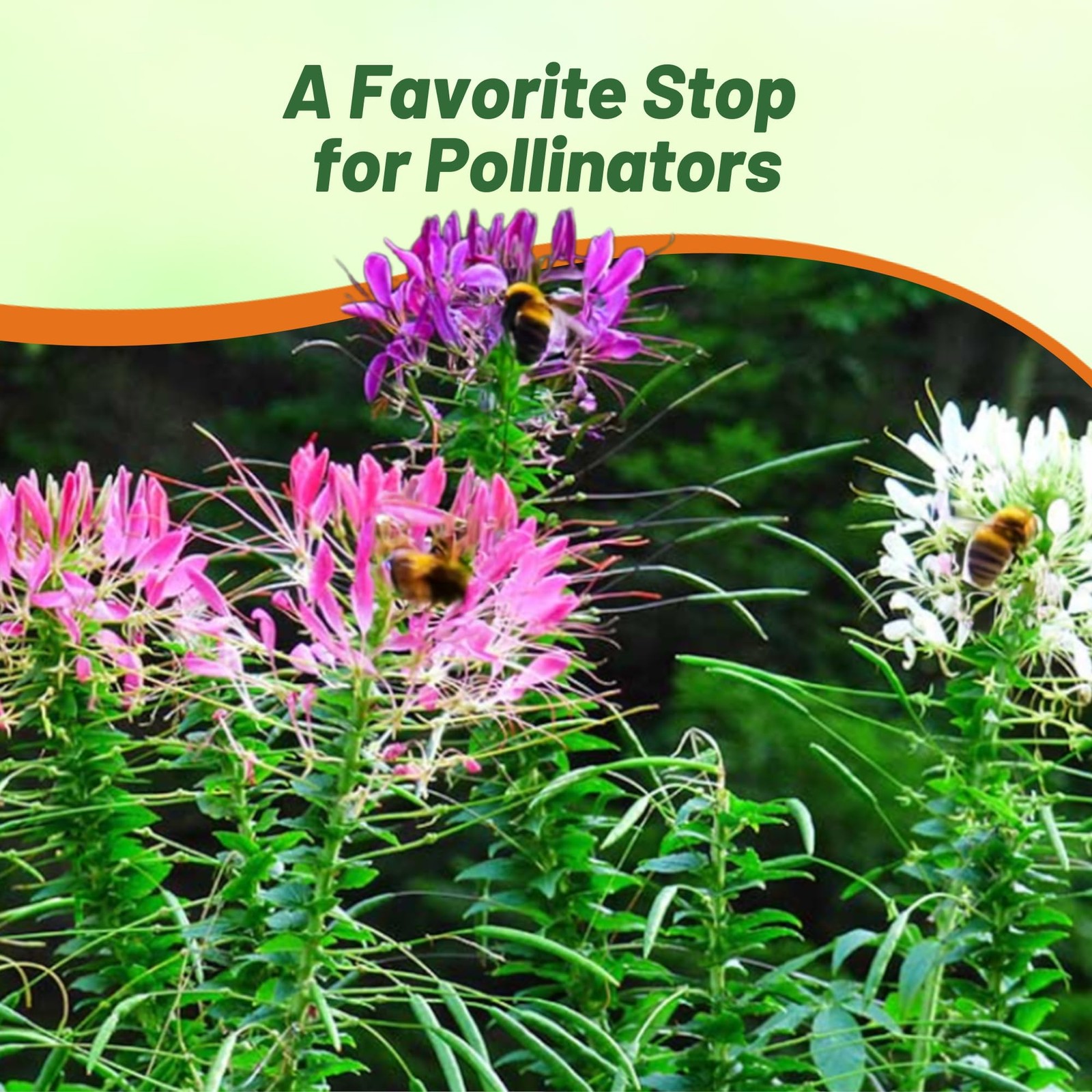 1000 Cleome Seeds for Xeriscaping, Pollinator Gardens, and Flower Beds