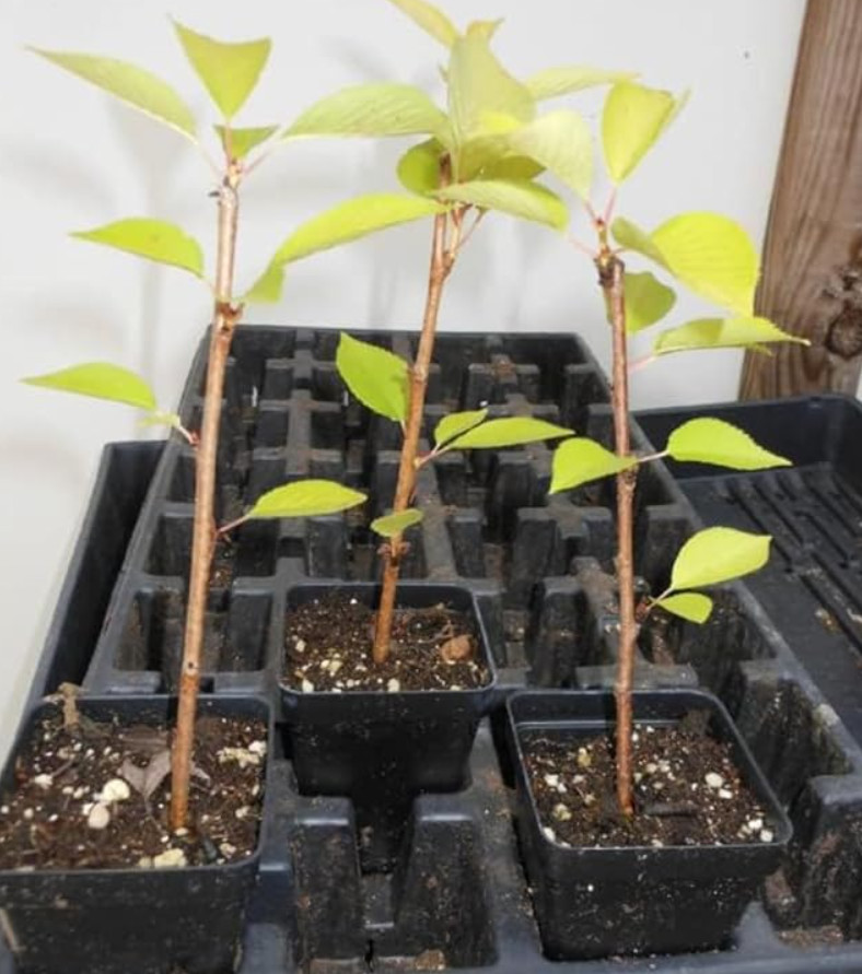Yoshino Flowering Cherry Tree – Live Plant – 8-12″ Seedling in 2.5″ Pot