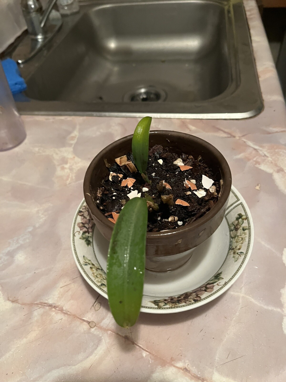 Masdevallia belua