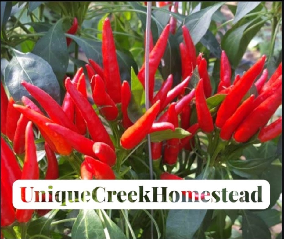 Red Hot Poinsettia Ornamental Spicy Chili Pepper Seeds Unique Creek Homestead