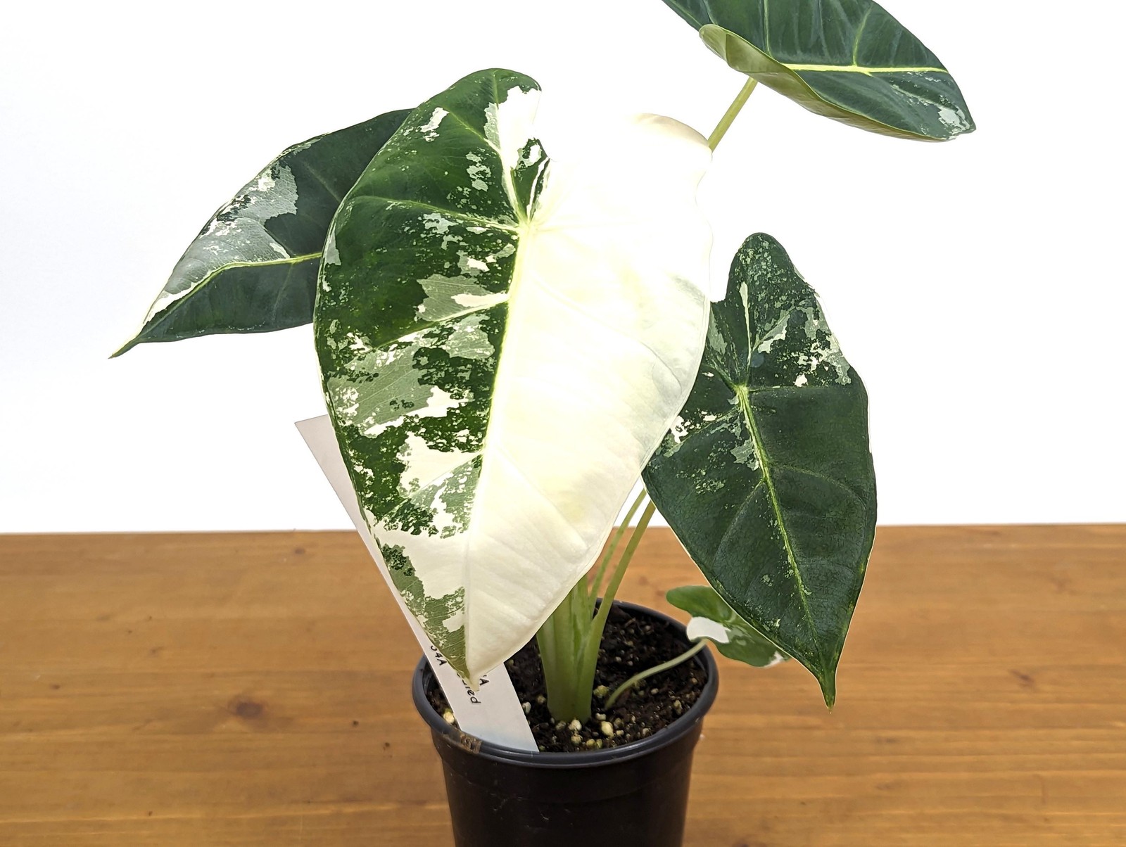 Alocasia Frydek Variegated – Assorted 4 Inch Pots