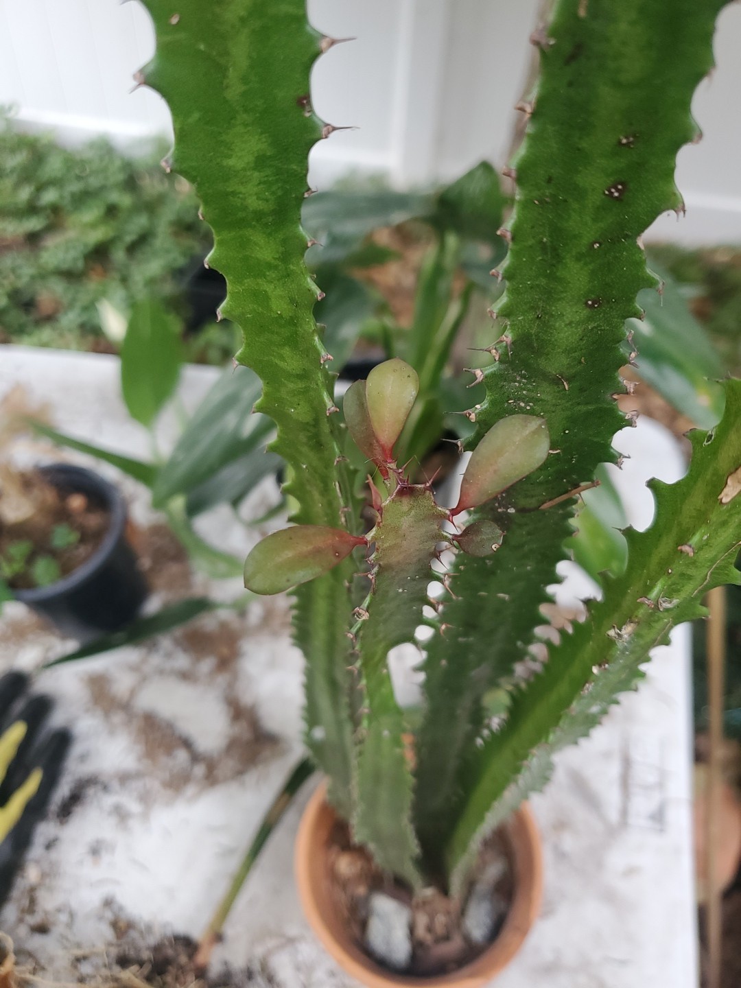 4 pack 12″ – 28″ Tall Red Euphorbia Trigona Red Live Succulent Cactus