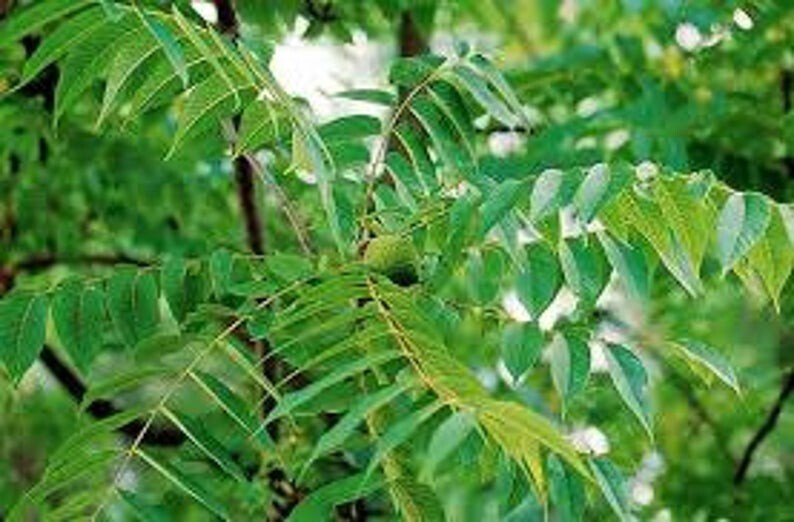 WALNUT TREE BLACK SEEDS, (3) Seeds, Juglans nigra, Organic, Nut Tree